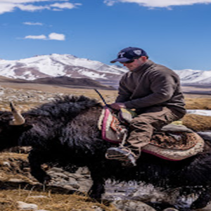 Yak Safari in Shimshal