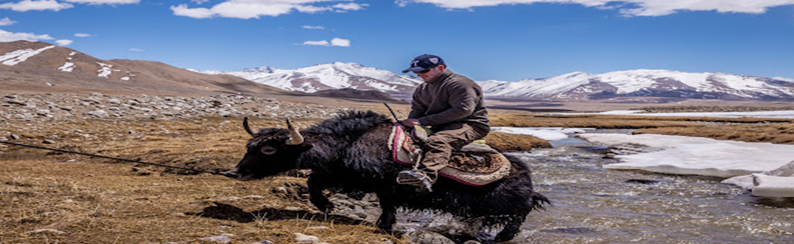 Yak Safari in Shimshal