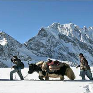 Yak Safari in Baltistan