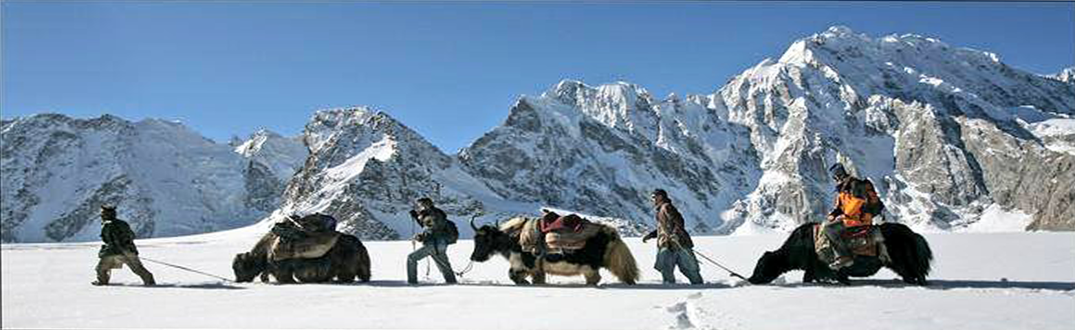 Yak Safari in Baltistan