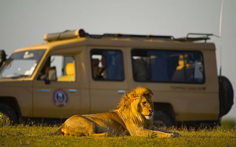 safari companies